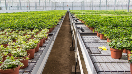 ARPA Canada What Do Greenhouses Teach About COVID19